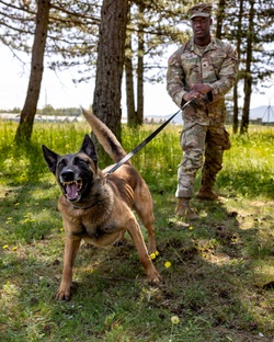 K9s in Croatia [Image 6 of 6]