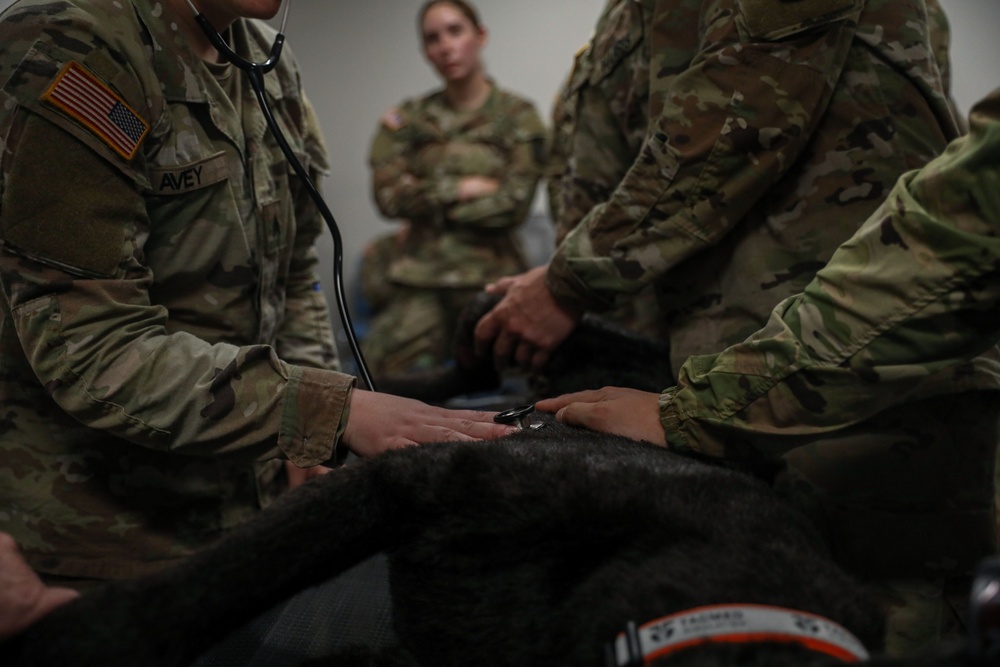 Arkansas National Guard Medical Training on Military Service Animals