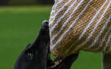 MWDs complete patrol and detection training