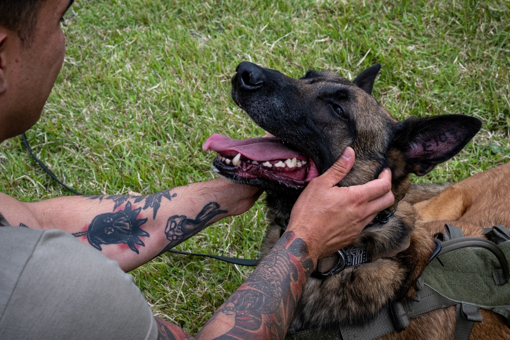 Showcasing Excellence: Military Working Dogs Train at Misawa Air Base