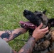Showcasing Excellence: Military Working Dogs Train at Misawa Air Base