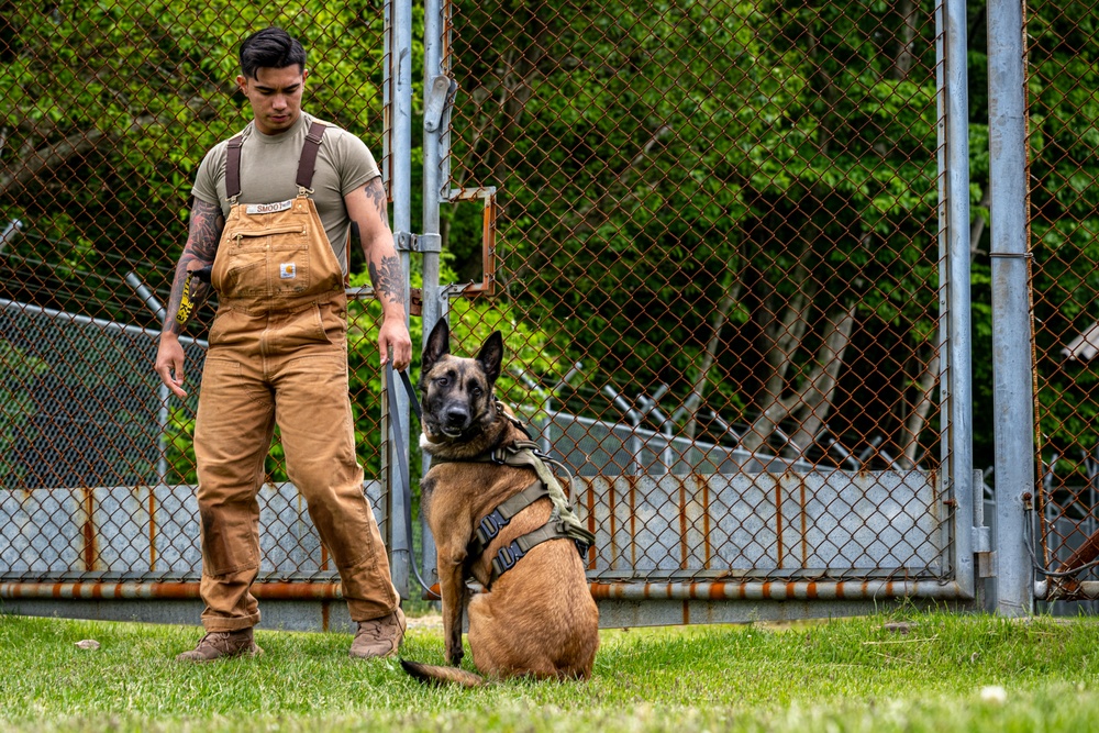 Showcasing Excellence: Military Working Dogs Train at Misawa Air Base