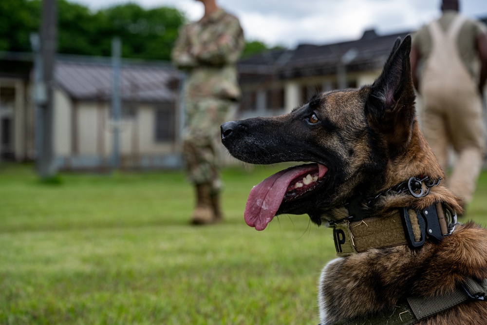 Showcasing Excellence: Military Working Dogs Train at Misawa Air Base