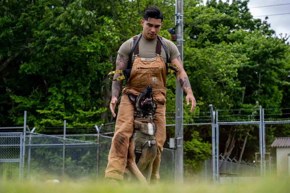 Showcasing Excellence: Military Working Dogs Train at Misawa Air Base