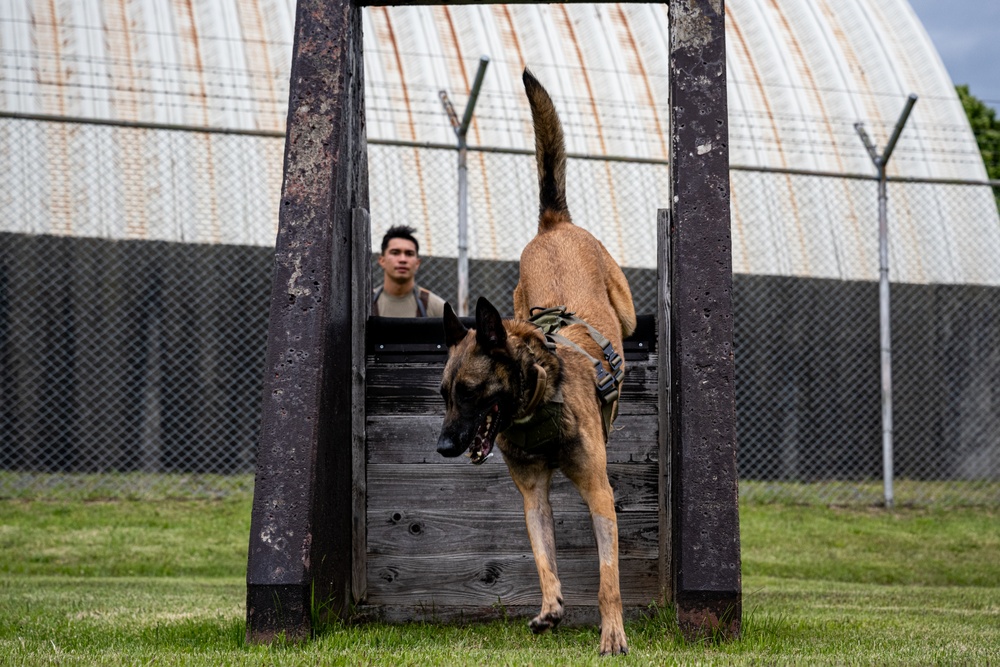Showcasing Excellence: Military Working Dogs Train at Misawa Air Base