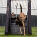 Showcasing Excellence: Military Working Dogs Train at Misawa Air Base