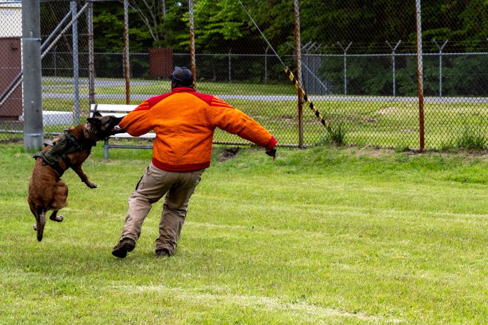 Showcasing Excellence: Military Working Dogs Train at Misawa Air Base