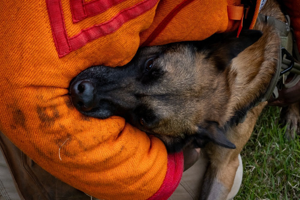 Showcasing Excellence: Military Working Dogs Train at Misawa Air Base
