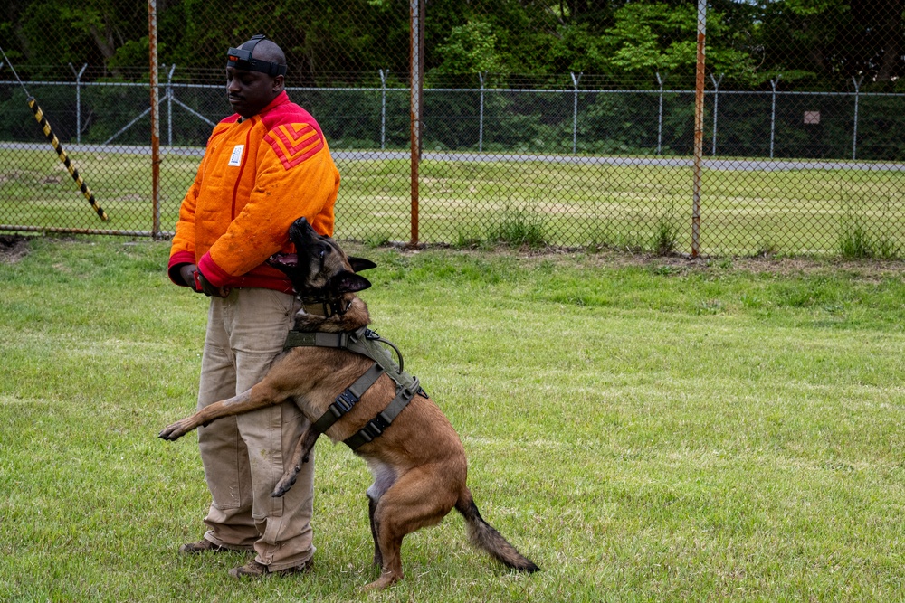 Showcasing Excellence: Military Working Dogs Train at Misawa Air Base