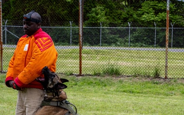 Showcasing Excellence: Military Working Dogs Train at Misawa Air Base
