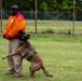 Showcasing Excellence: Military Working Dogs Train at Misawa Air Base