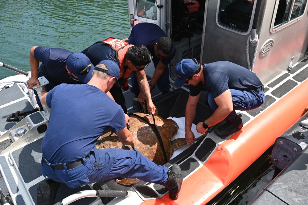 Station Islamorada crew members rescue sea turtle