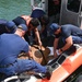 Station Islamorada crew members rescue sea turtle