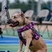 Air Force Warrior Games Athletes complete first day of Warrior Games training camp