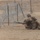 Bravo Company, 2d Combat Engineer Battalion Field Mobility Exercise