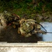 126 Security Forces Squadron Shine Briaght During Flash Bang Training