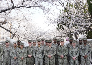 Detail Chinhae Cherry Blossom Festival