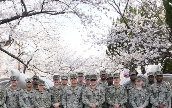 Detail Chinhae Cherry Blossom Festival