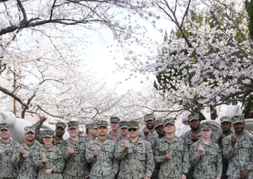 Detail Chinhae Cherry Blossom Festival