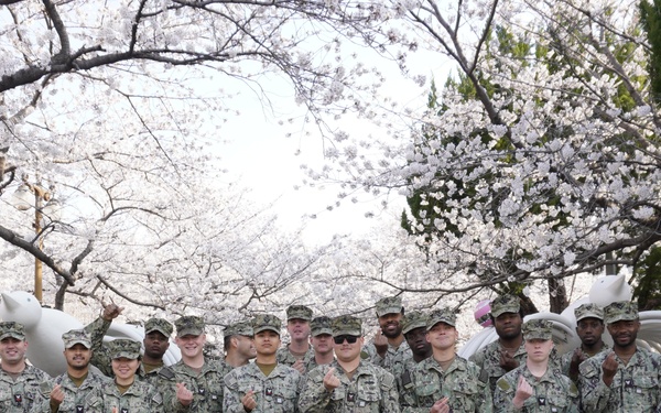 Detail Chinhae Cherry Blossom Festival
