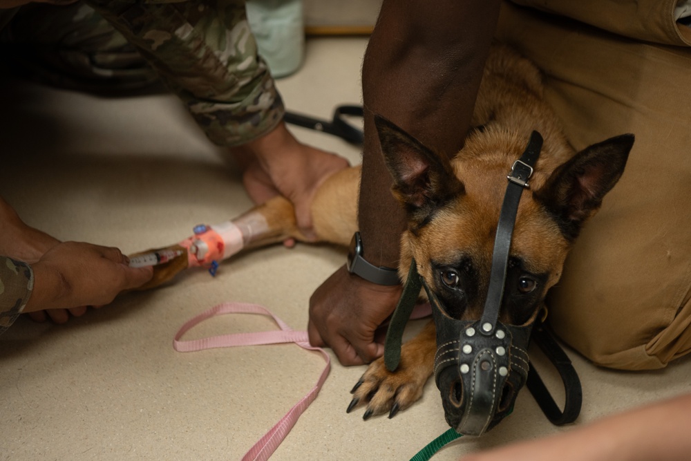 6th SFS MWDs partner with Army for veterinary needs