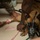 6th SFS MWDs partner with Army for veterinary needs