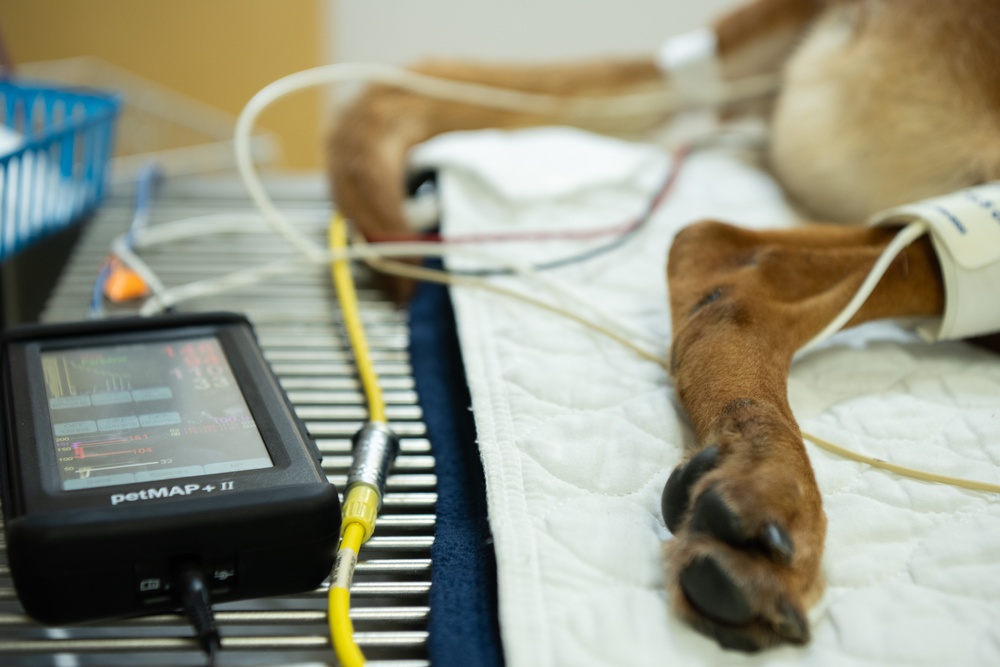 6th SFS MWDs partner with Army for veterinary needs