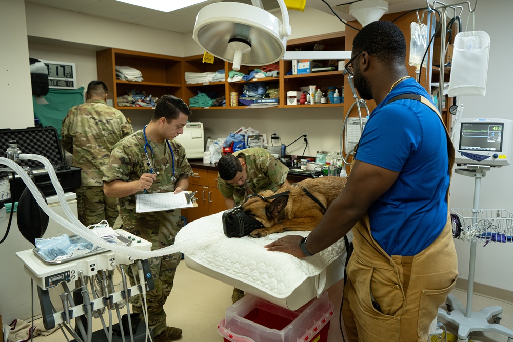 6th SFS MWDs partner with Army for veterinary needs