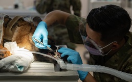 6th SFS MWDs partner with Army for veterinary needs