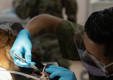 Joint Army partnership keeps K9s mission ready