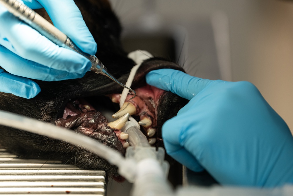 6th SFS MWDs partner with Army for veterinary needs