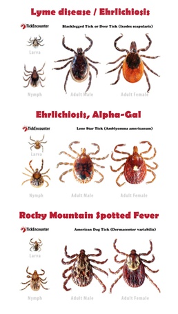 Public Health director shares what sucks about getting bit by mosquitos, chiggers and ticks