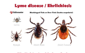 Itching to know: Public Health director shares what sucks about mosquitos, chiggers and ticks