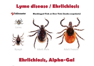 Public Health director shares what sucks about getting bit by mosquitos, chiggers and ticks