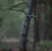 Michigan National Guard Infantry conduct training maneuvers in Latvia
