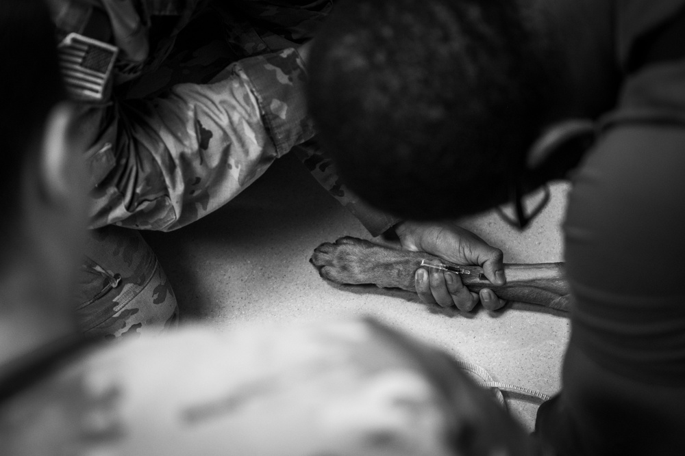 6th SFS showcases joint force interoperability with Army veterinarians