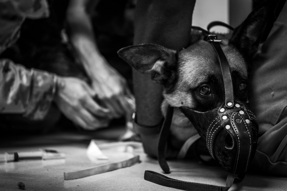 6th SFS showcases joint force interoperability with Army veterinarians