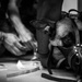 6th SFS showcases joint force interoperability with Army veterinarians