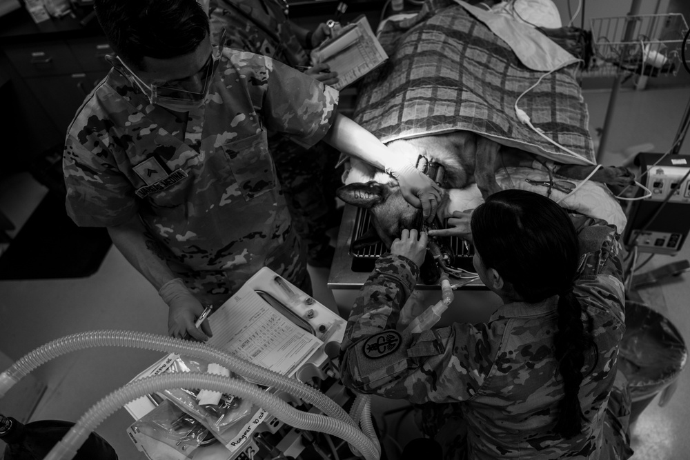 6th SFS showcases joint force interoperability with Army veterinarians
