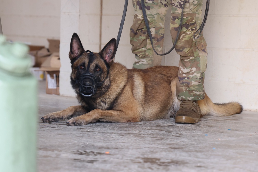 JEMX-25 Concludes: Joint Forces Master Combat Medical Readiness and Field Care Training