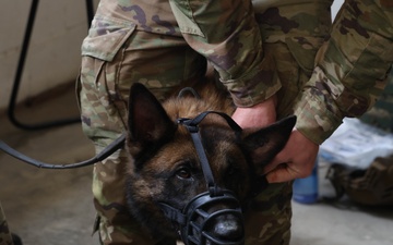 JEMX-25 Concludes: Joint Forces Master Combat Medical Readiness and Field Care Training