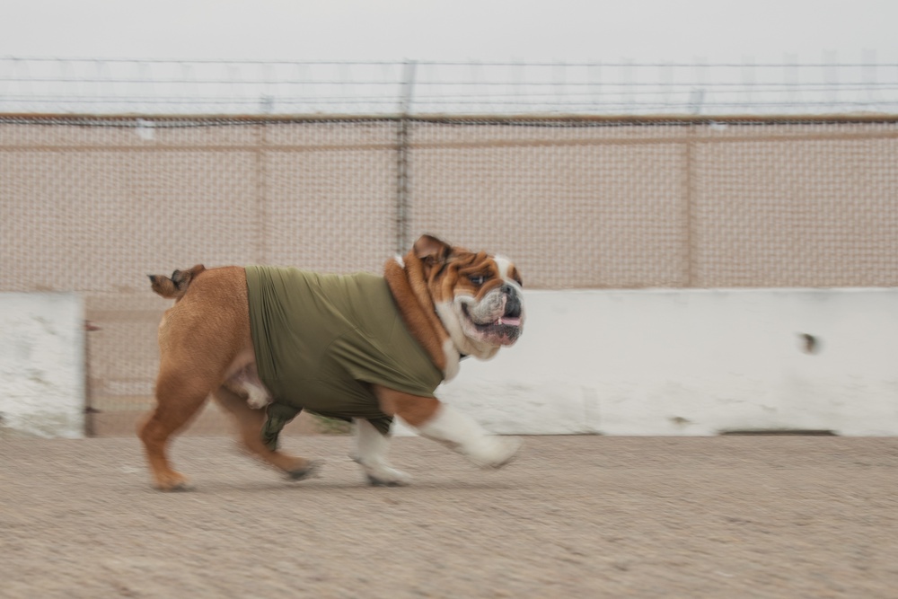 Bruno Runs his PFT