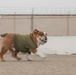 Bruno Runs his PFT