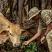 Veterinarians attached to the USNS Comfort provide veterinary services for Grenada