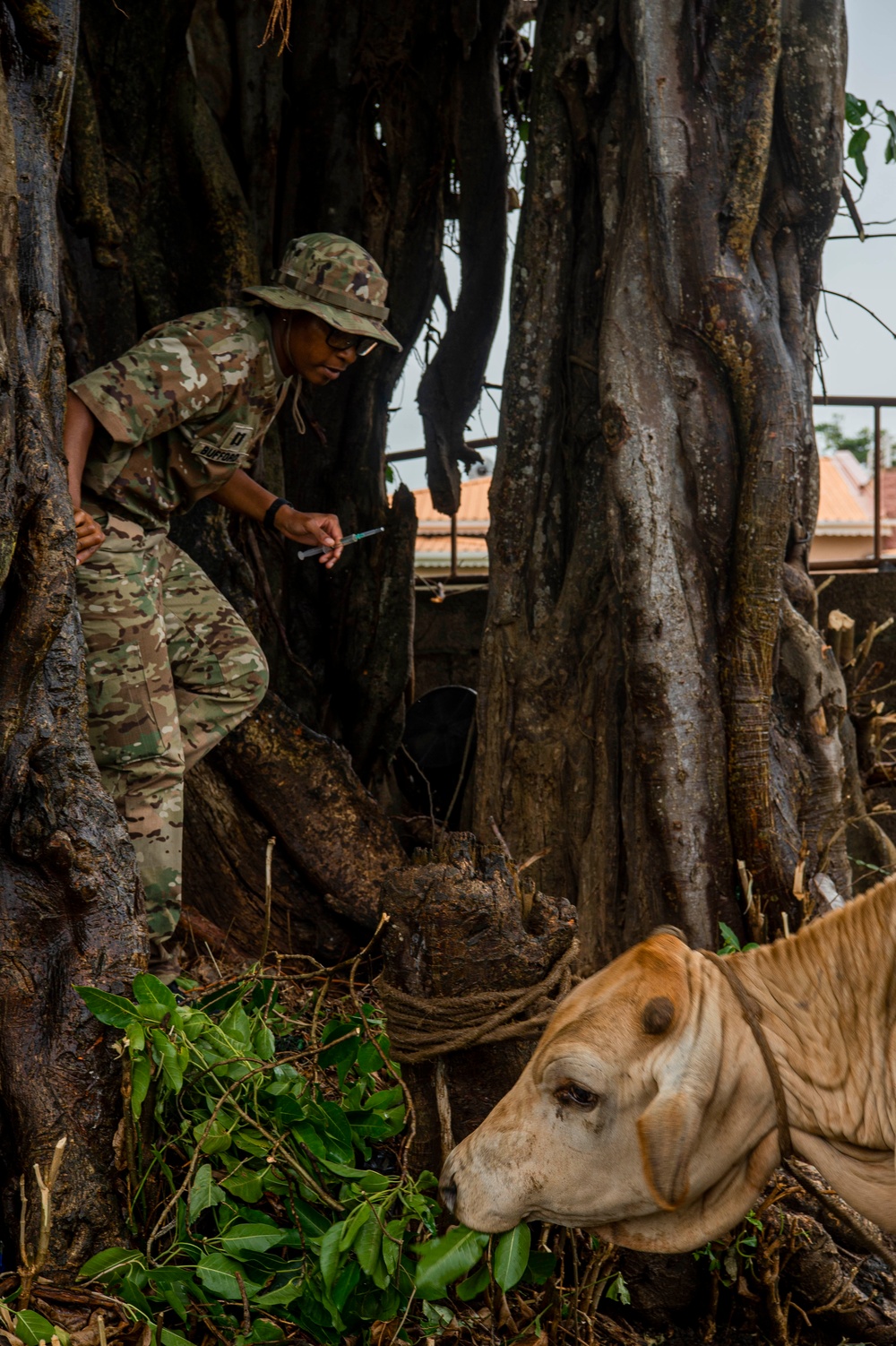 Veterinarians attached to the USNS Comfort provide veterinary services for Grenada