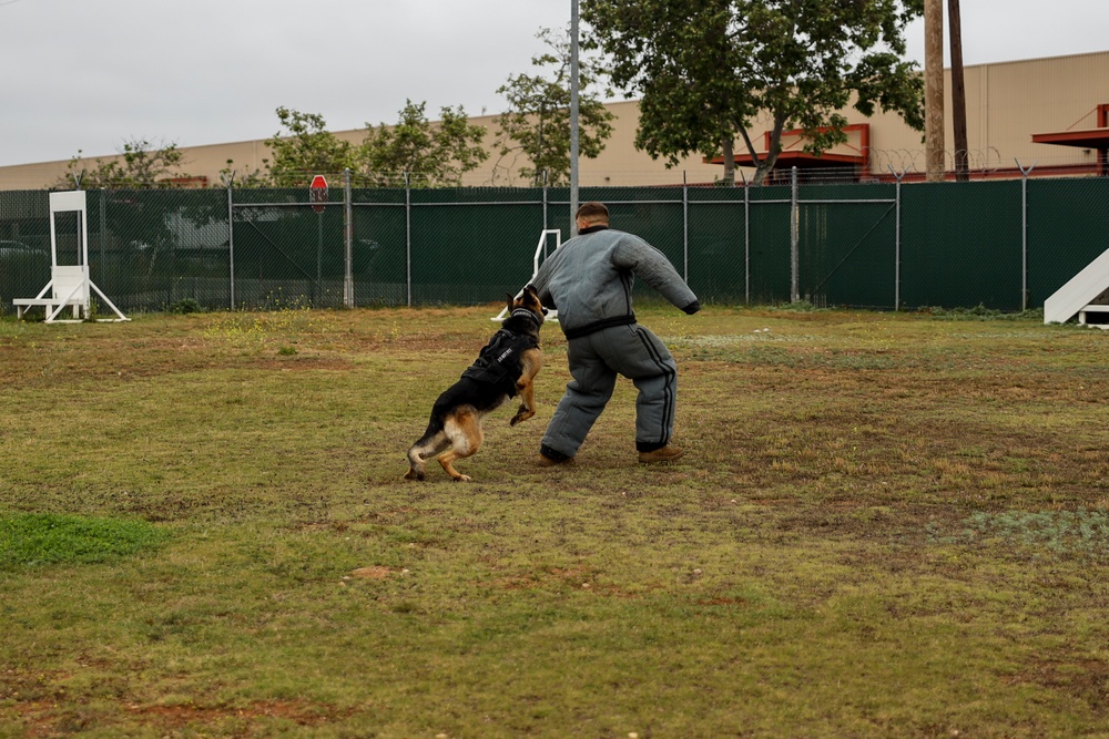 K9 Unit Demonstration for JROTC Cadets