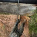Jungle Leaders Course 2-25| Cliff Rappel
