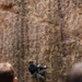 Jungle Leaders Course 2-25| Cliff Rappel