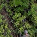 Jungle Leaders Course 2-25| Cliff Rappel