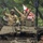 Army 250 Parade Celebration